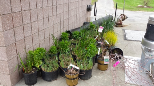 Winton Rain Garden (2)